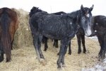 Омичи направят письма во все инстанции, чтобы спасти лошадей,брошенных новым владельцем