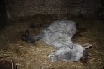 По факту гибели лошадей в Любинском районе возбудили уголовное дело